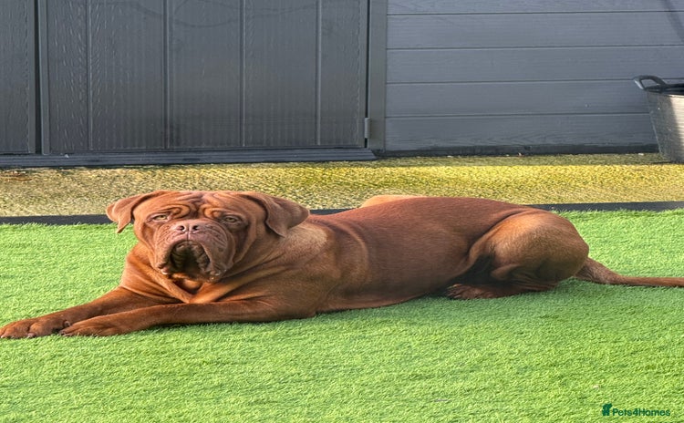 Dogue De Bordeaux dogs - Advert 1