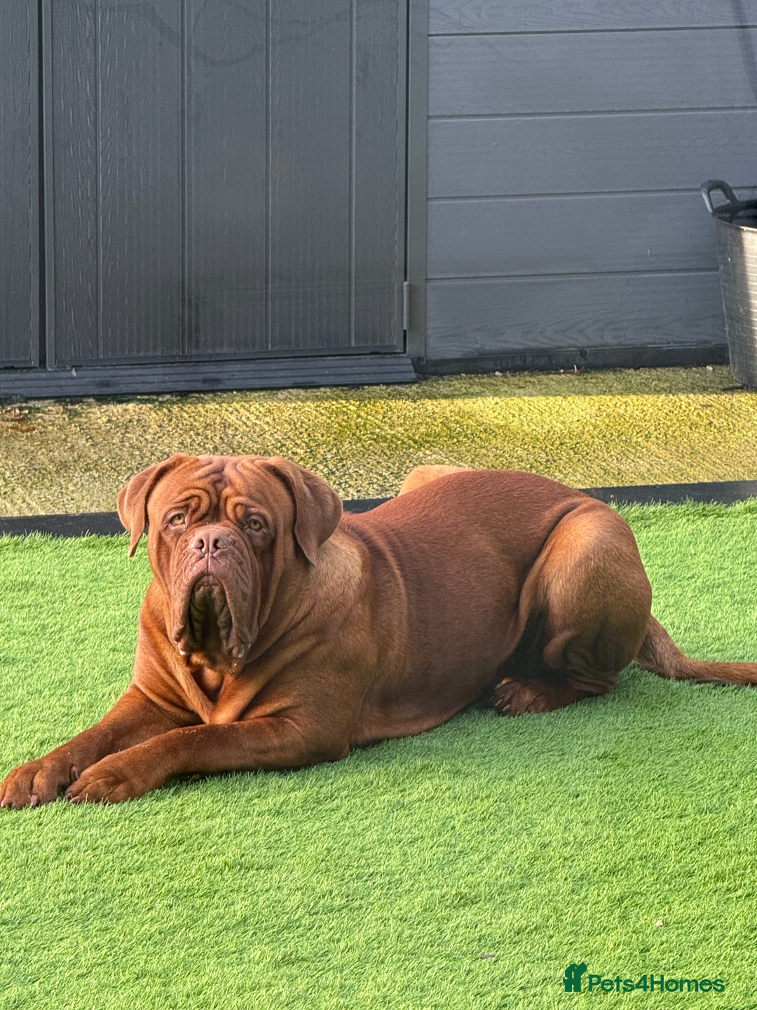 Dogue De Bordeaux dogs for stud: Dogue De Bordeaux for STUD - Image 1