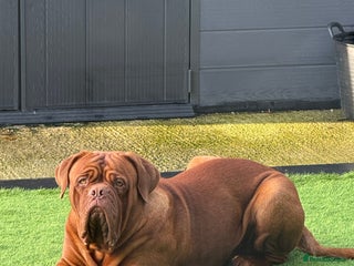 Dogue De Bordeaux dogs - Advert 4
