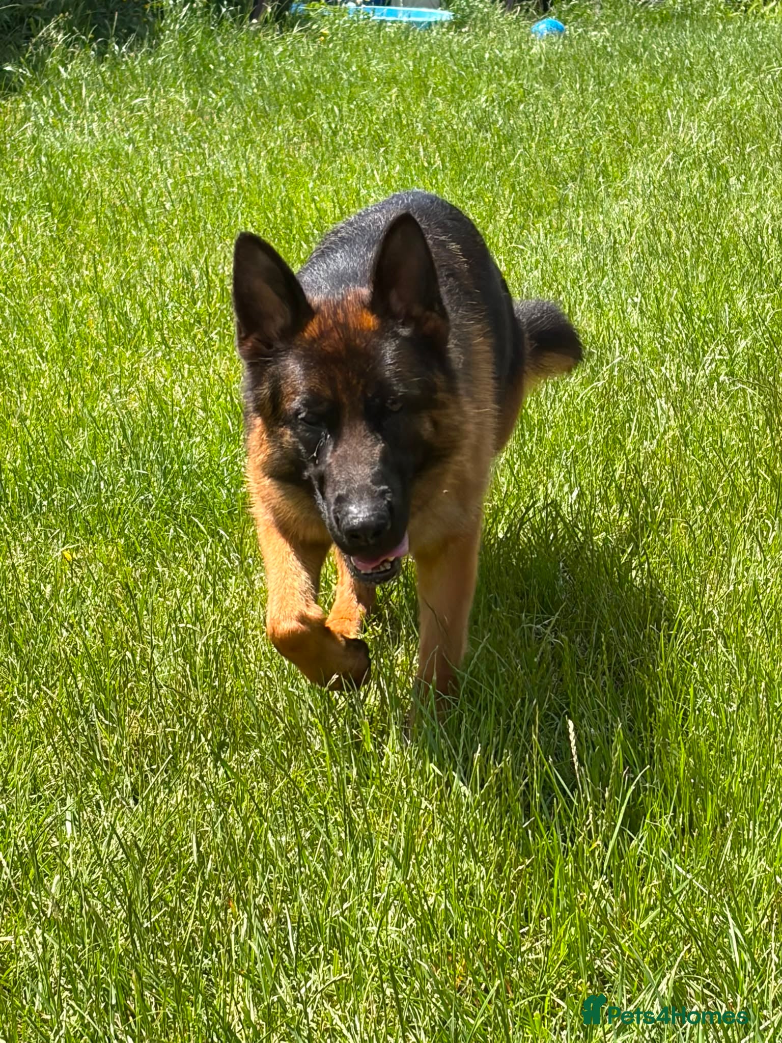 German Shepherd dogs Beautiful female German shepherd for sale - Advert 1
