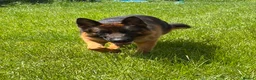 German Shepherd dogs for sale: Beautiful female German shepherd for sale - Advert 8