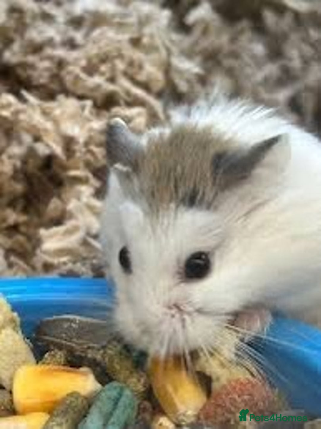 Hamster rodents for sale:  2x robos+cage £30  asap - Image 1