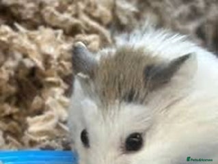 Hamster rodents - Advert 11