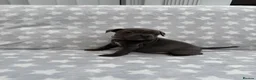 Staffordshire Bull Terrier dogs for sale: Kc blue staffordshire bullterrier puppies - Advert 23