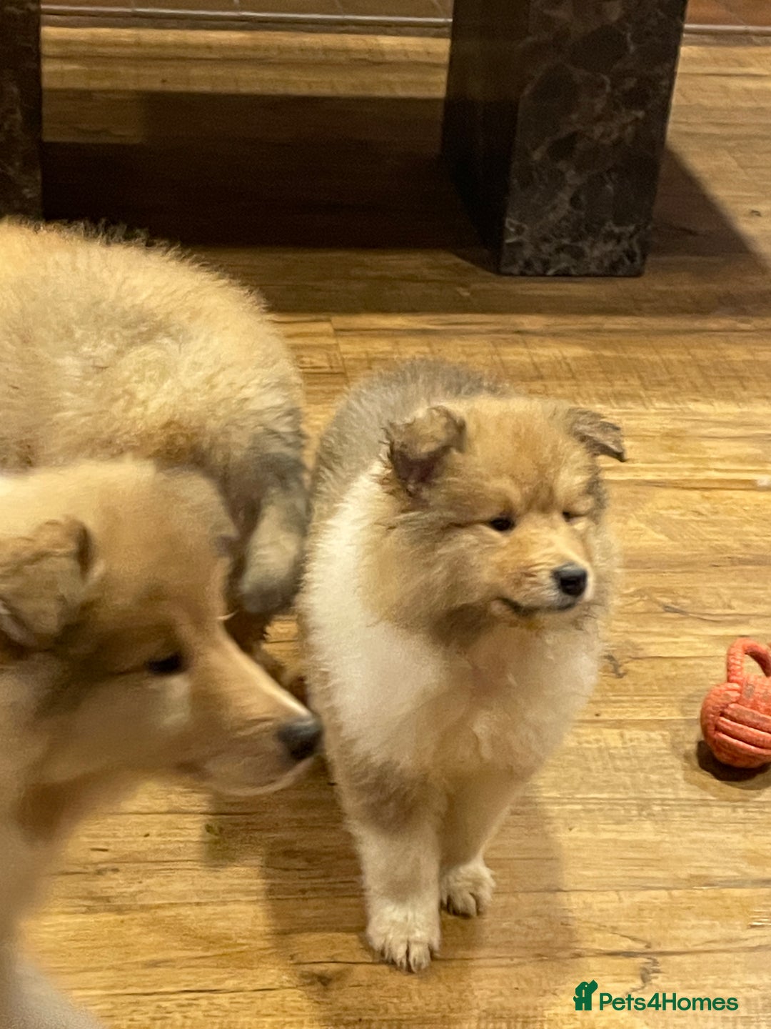 Rough Collie dogs for sale: Sable and white KC registered puppies - Advert 5