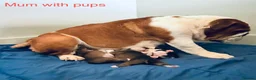 English Bulldog dogs for sale: Health Bred KC Reg Bulldogs | BOAS 0 Parents - Advert 11