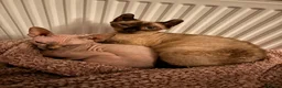 Sphynx cats for sale: Gorgeous 4-yr old Sphynx Female - Advert 6