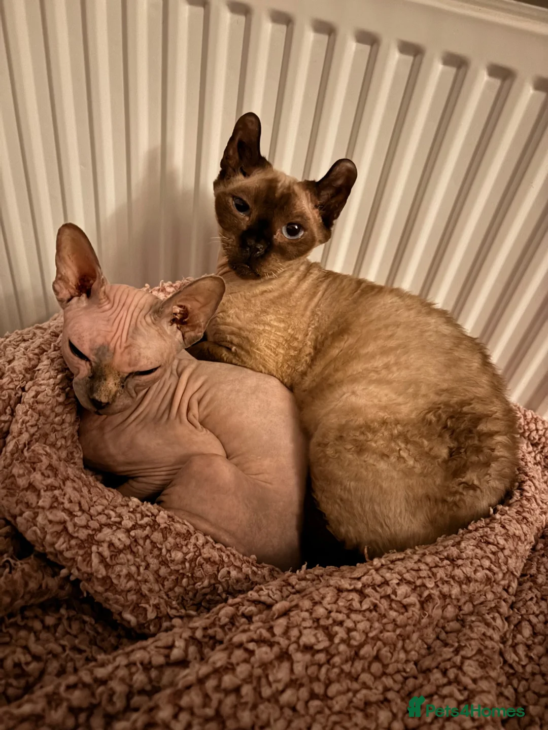 Sphynx cats for sale: Gorgeous 4-yr old Sphynx Female - Advert 6