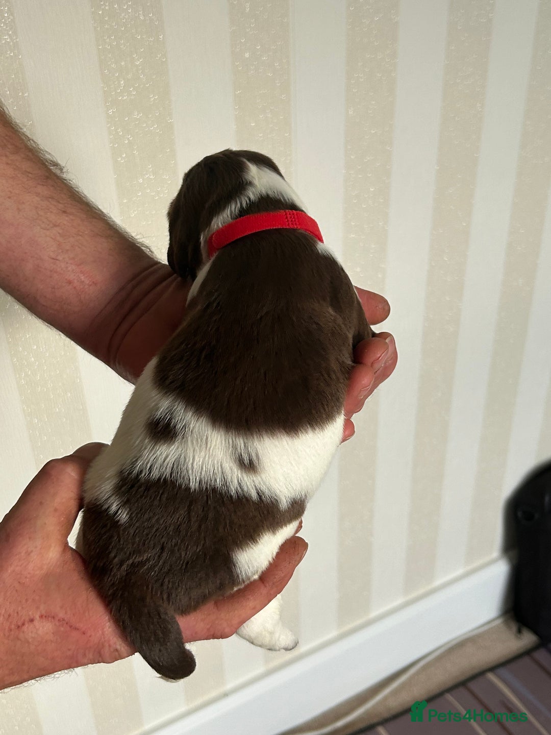 English Springer Spaniel dogs for sale: Gorgeous English Springer Spaniel Puppies - Advert 14