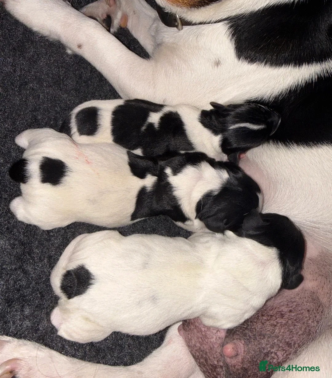 Jack Russell dogs for sale: 3 MALE JACK RUSSEL PUPPIES - Advert 2