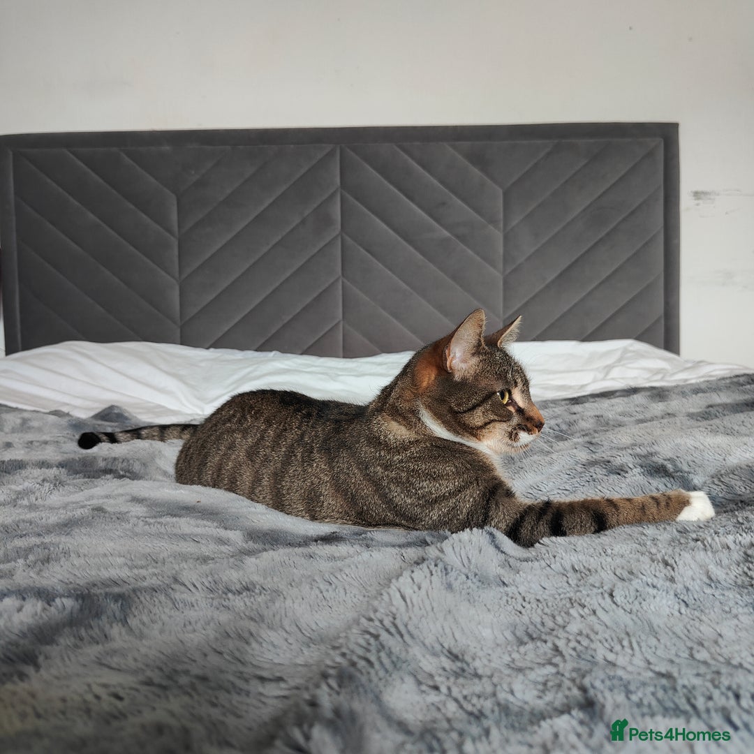 Mixed Breed cats for sale: Bengal Mix cat  - Advert 4