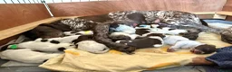 German Shorthaired Pointer dogs for sale: 🐾KC Registered German Shorthaired Pointer Puppies - Advert 9