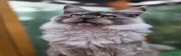Maine Coon cats for sale: Beautiful high smoked blue & black smoked kittens  - Advert 11