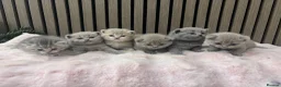 British Shorthair cats for sale: British shorthair kittens - Advert 1