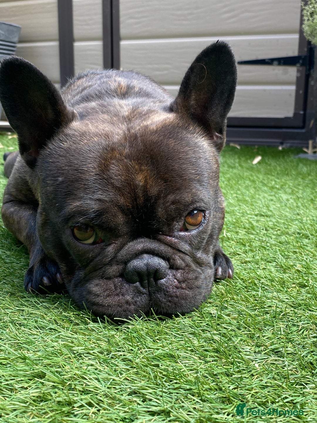 French Bulldog dogs for sale: Rehoming - 8 year old French Bulldog - Image 15