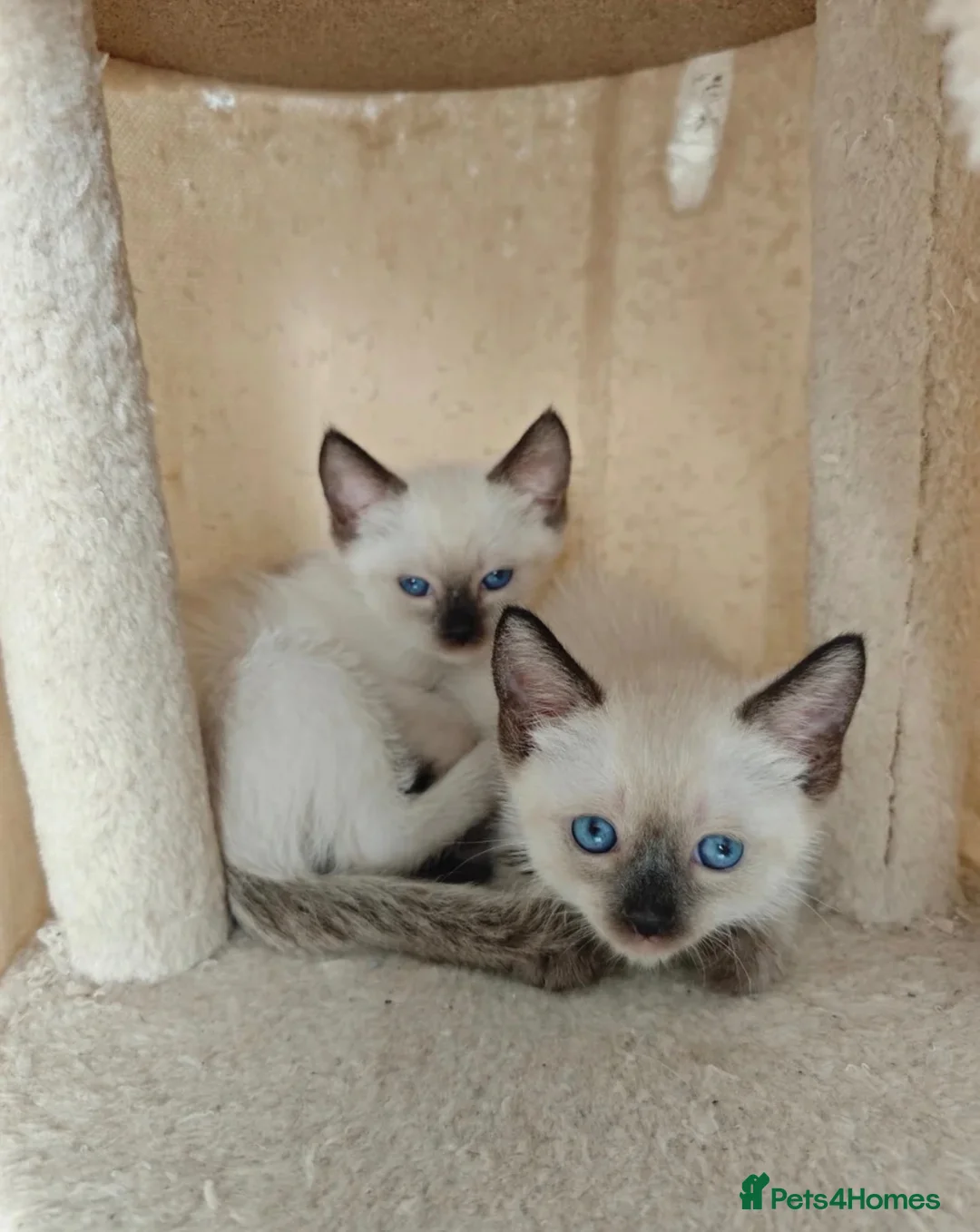 Siamese cats for sale: Beautiful Siamese Kittens (2 LEFT) - Advert 2