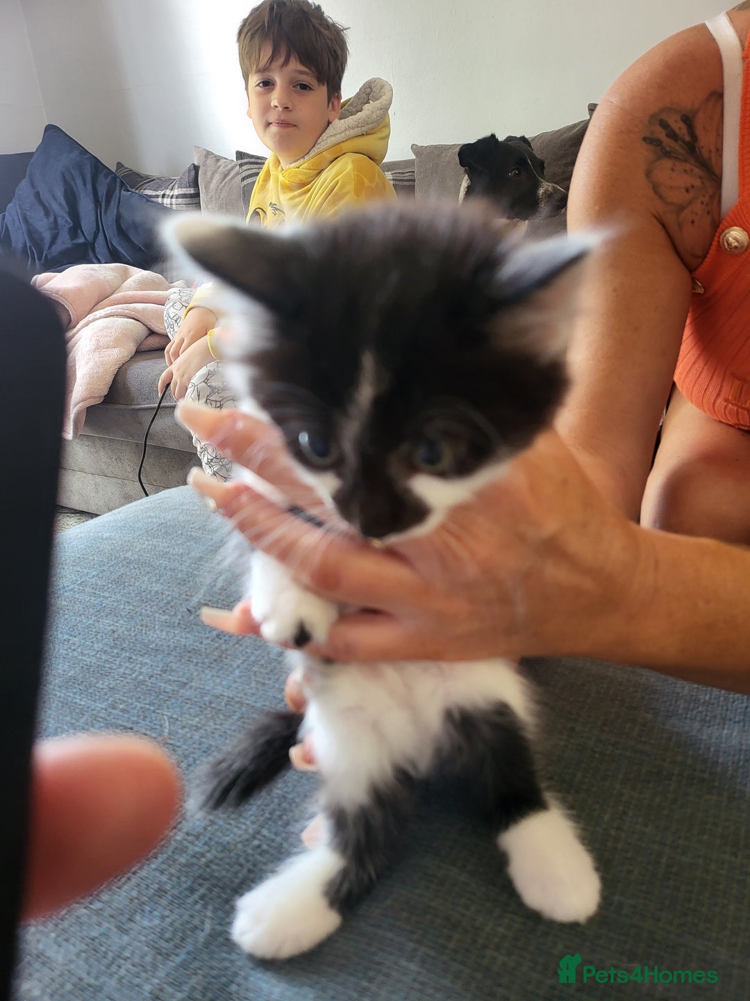 Mixed Breed cats for sale: Beautiful kittens - Image 11