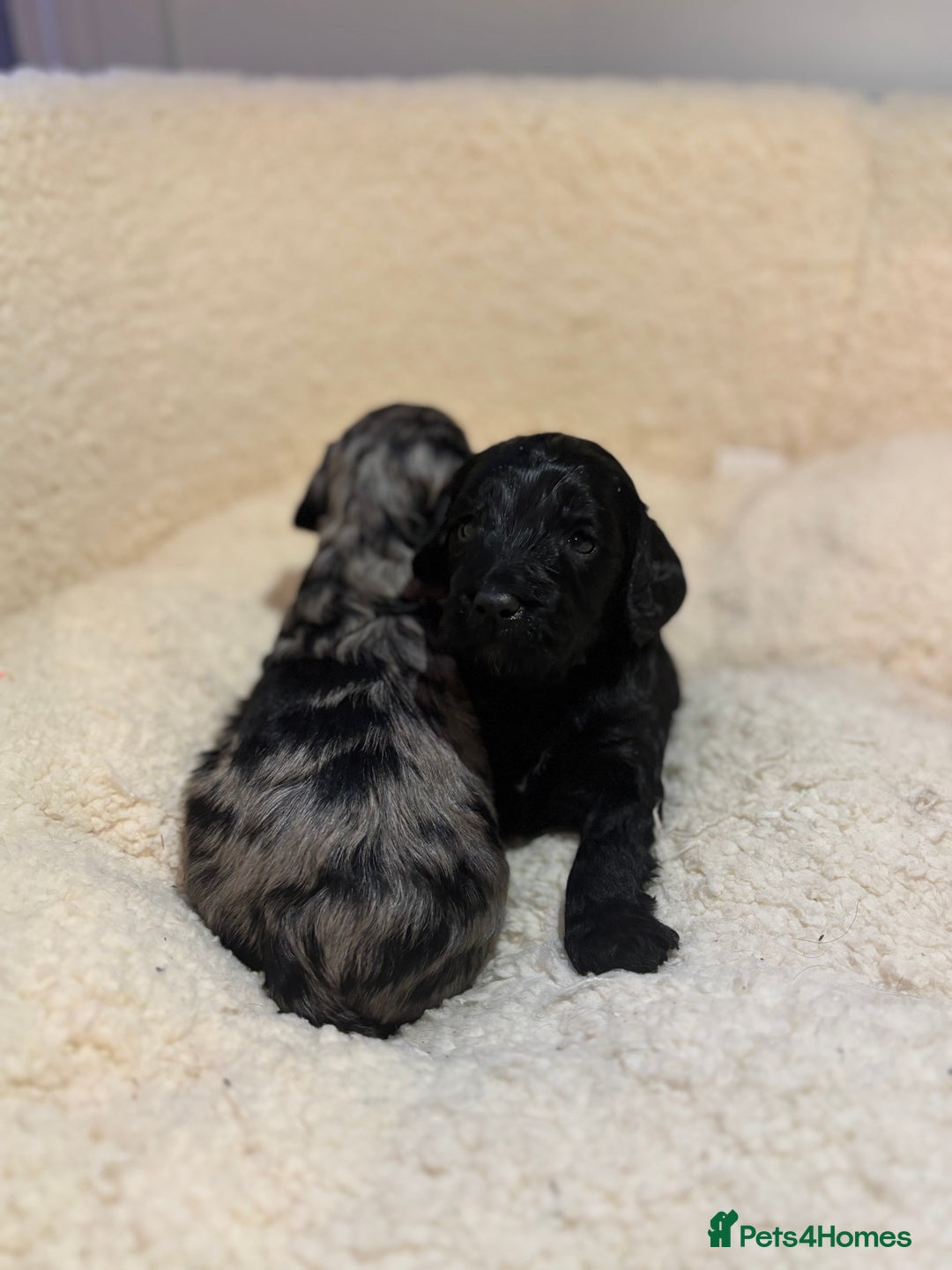 Cockapoo dogs for sale: F1 toy cockapoo’s - Advert 1