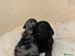 Cockapoo dogs F1 toy cockapoo’s - Advert 1