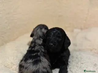 Cockapoo dogs F1 toy cockapoo’s - Advert 15