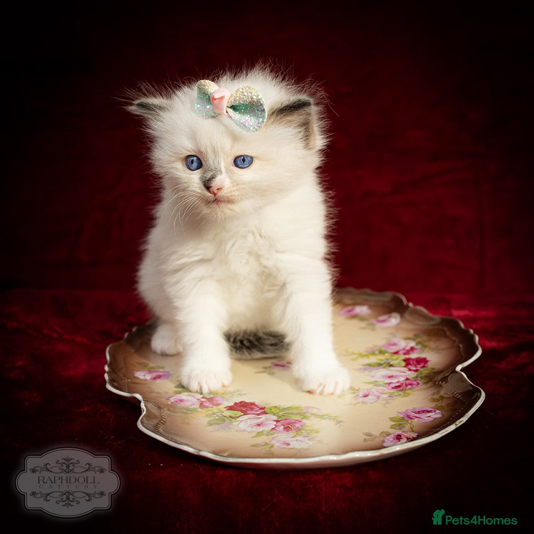 Ragdoll cats for sale: Ragdoll Blue Bicolor Kitten Boy TICA - Image 6