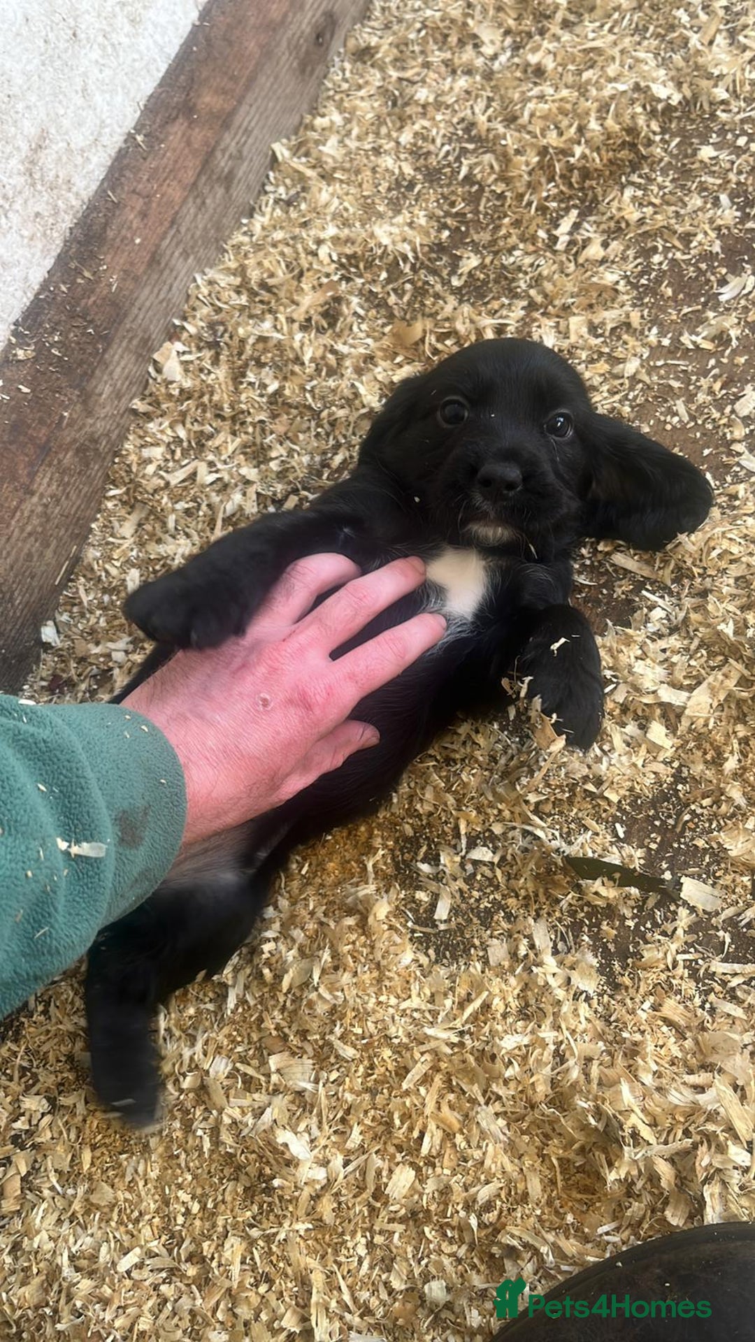 Cocker Spaniel dogs for sale: Cocker spaniels  - Image 1