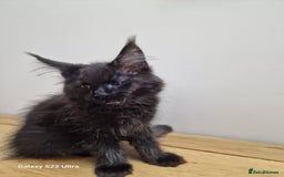 Maine Coon cats for sale: 🥰MC Kittens🥰 - Image 17