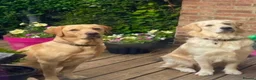 Golden Retriever dogs for sale: Two half year old male golden retriever  in Worthing - Advert 3