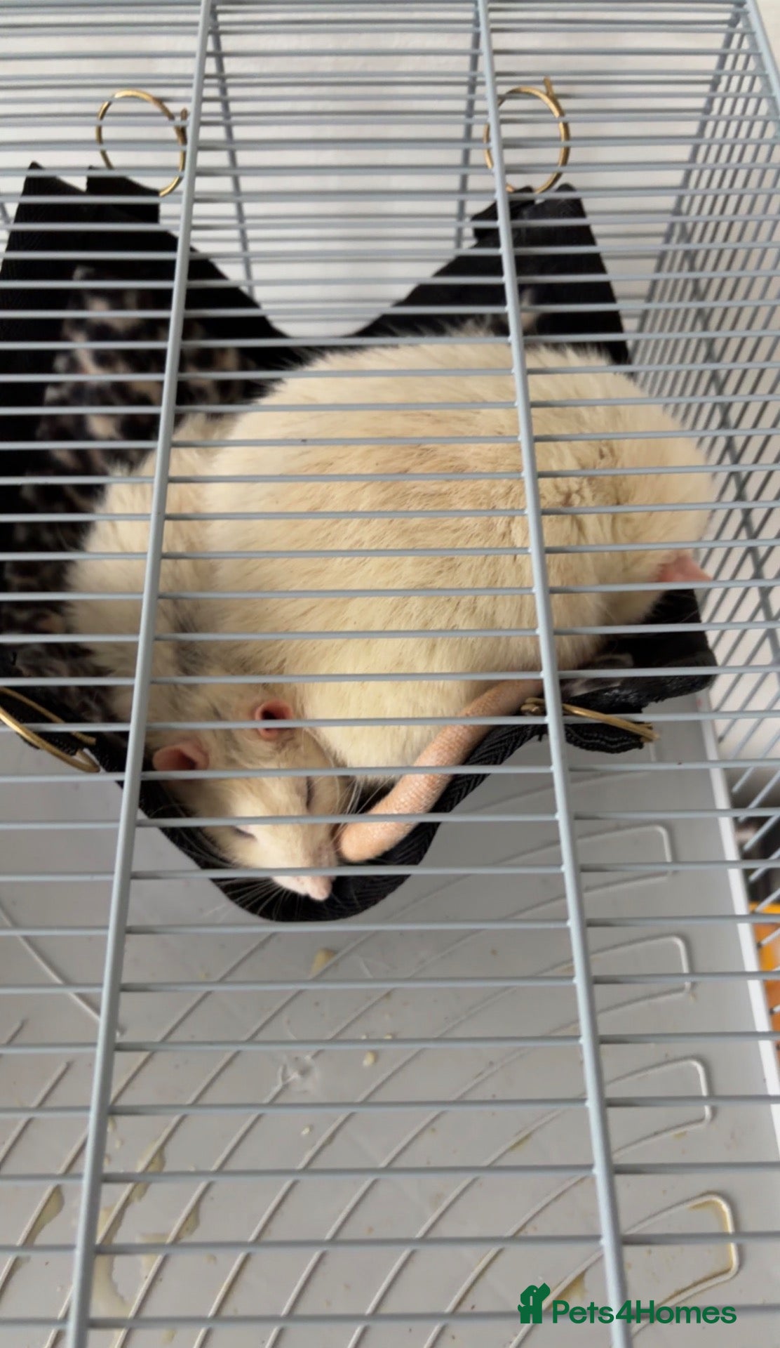 Rat rodents Two Loving Rats – Jacks & Tubs  - Advert 1