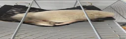 Rat rodents for sale: Two Loving Rats – Jacks & Tubs  in Brentwood - Advert 1
