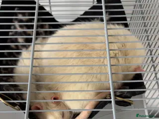 Rat rodents Two Loving Rats – Jacks & Tubs - Advert 1