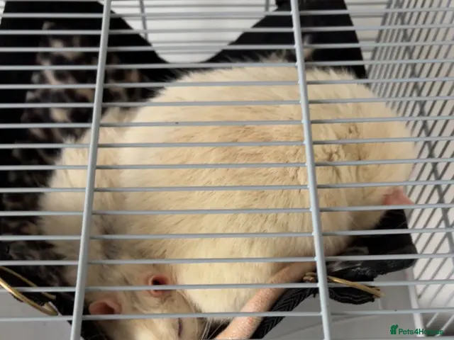Rat rodents Two Loving Rats – Jacks & Tubs - Advert 1