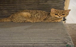 Scottish Fold cats for sale: Full pedigree Scottish Fold kitt(ready to go now)  - Image 20