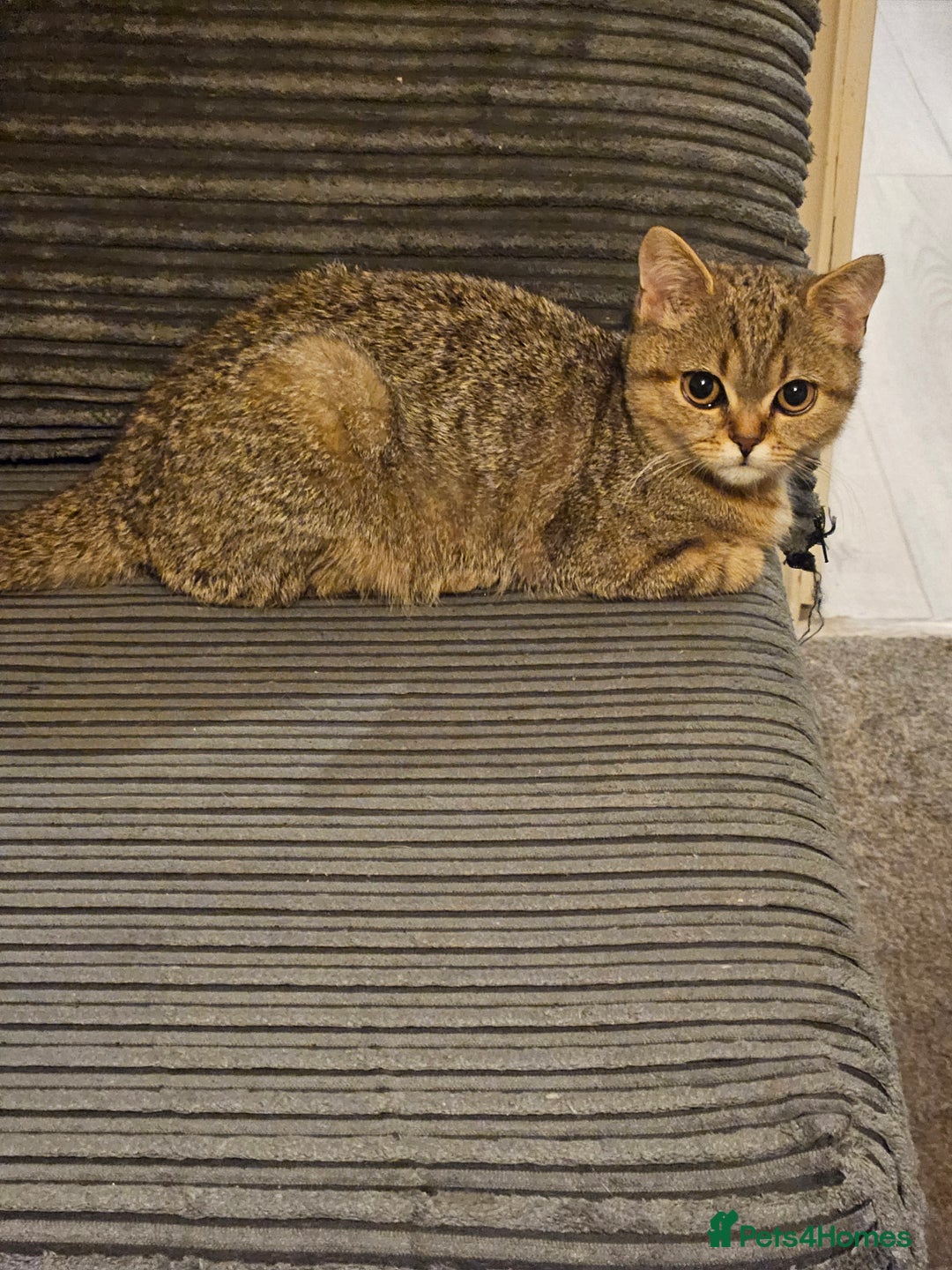 Scottish Fold cats for sale: Full pedigree Scottish Fold kitt(ready to go now)  - Image 20