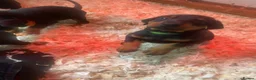Dobermann dogs for sale: Dobermann pups - Advert 12