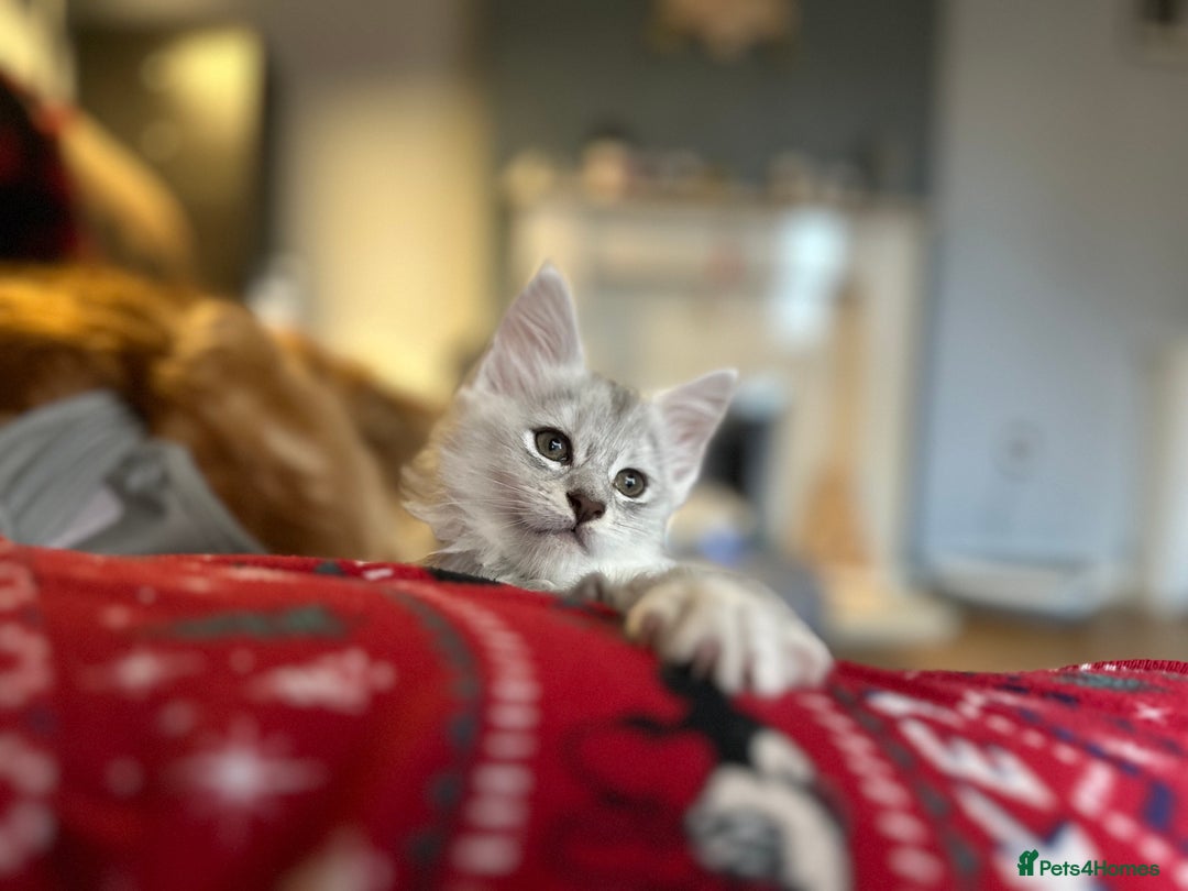 Maine Coon cats for sale: TICA PEDIGREE MAINE COON SHADED KITTENS AVAILABLE - Advert 23