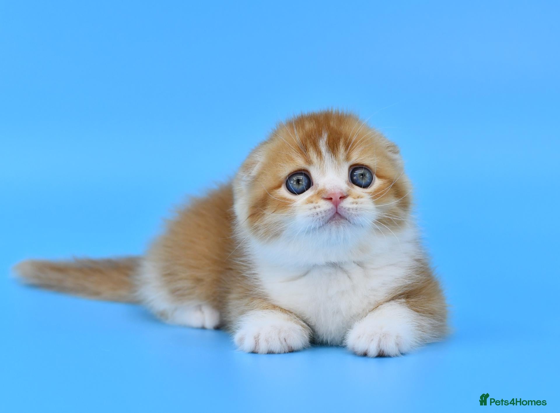Scottish Fold cats LICENSED CATTERY PURE BREED TOP QUALITY KITTENS - Advert 6