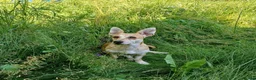 Mixed Breed dogs for adoption: Mimi, 4yrs approx. Available for adoption. in Brixham - Advert 3