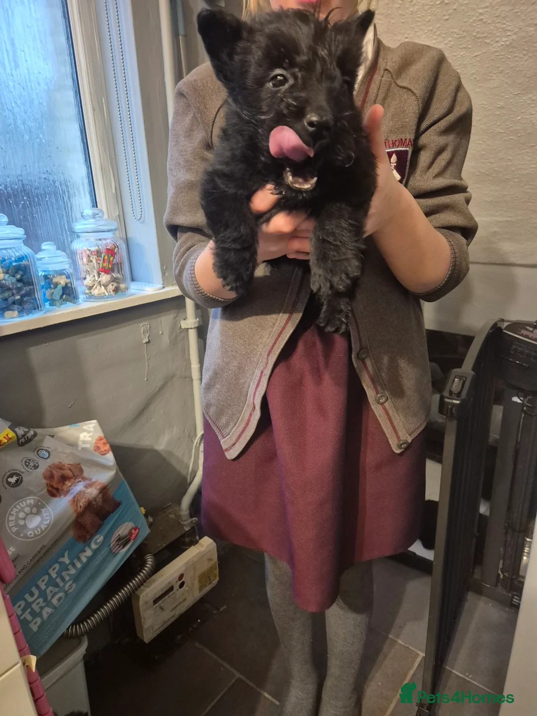 Scottish Terrier dogs for sale: Scottish terrier puppies  - Advert 6