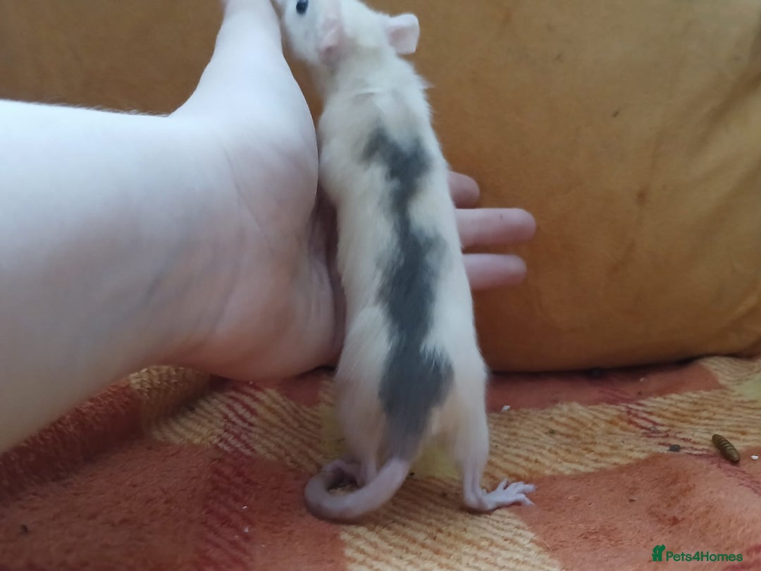 Rat rodents for sale: Female rats all living independently ready to go - Image 6