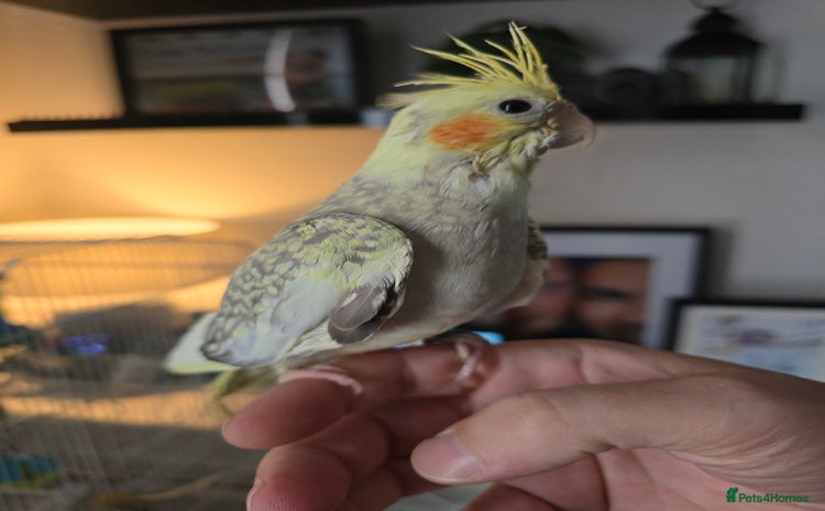 Cockatiels birds - Advert 7