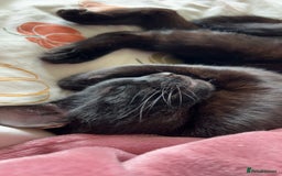 Domestic Shorthair cats for sale: 2 year old male boy  - Image 7
