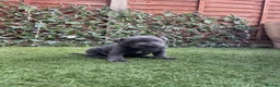 Staffordshire Bull Terrier dogs for sale: Staffordshire bull terrier puppies boy/girl  - Advert 2
