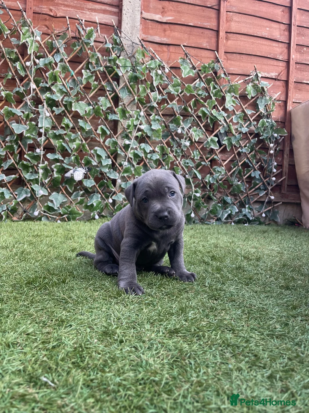 Staffordshire Bull Terrier dogs for sale: Staffordshire bull terrier puppies boy/girl  - Advert 2