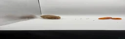 Hamster rodents for sale: Pedigree Syrian hamster pups  - Advert 6