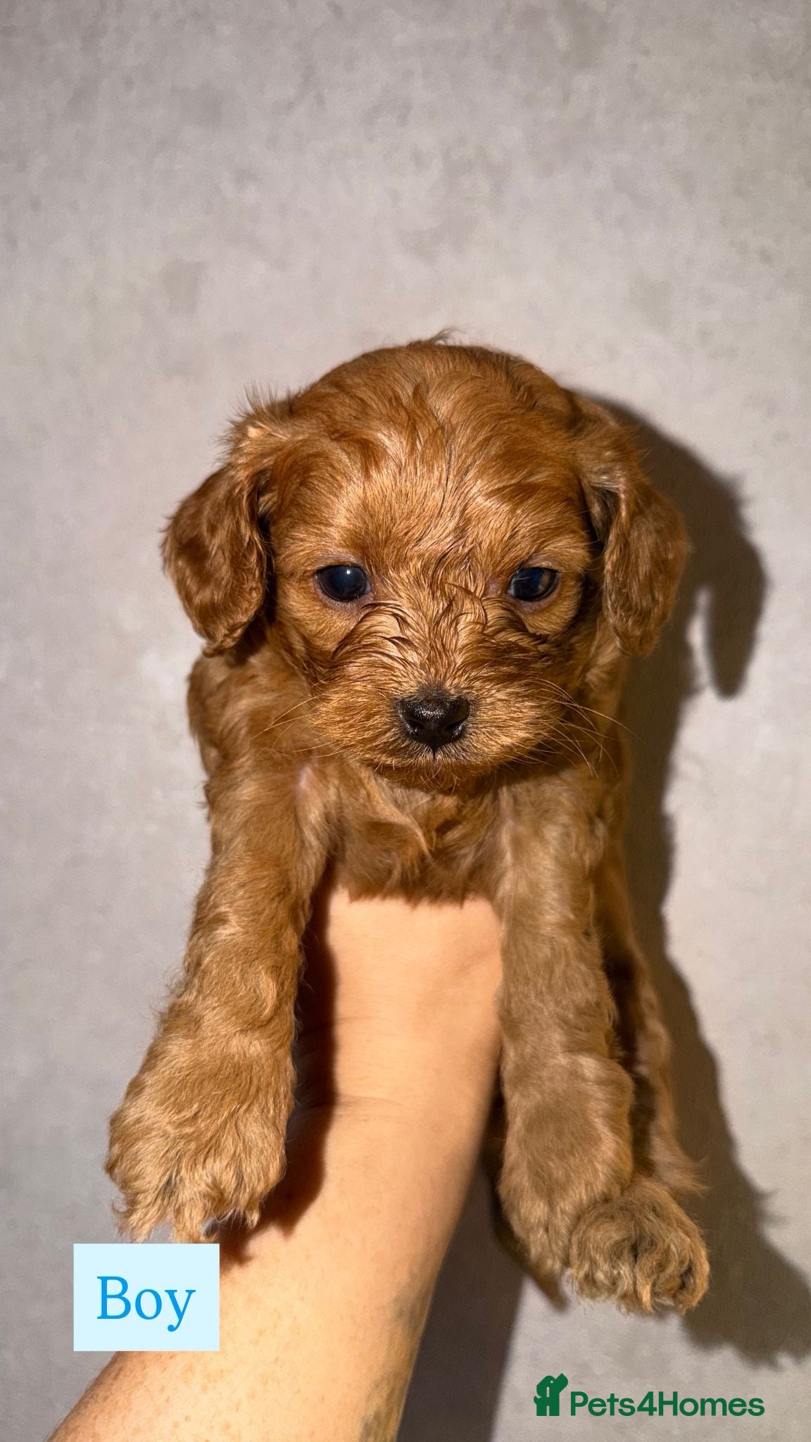 Cavapoo dogs 6 toy Asian Cavapoo  in Stockport - Advert 10