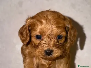 Cavapoo dogs 6 toy Asian Cavapoo in Stockport - Advert 10