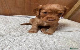 Cocker Spaniel dogs for sale: ONE FEMALE LEFT Cocker  Chocolate  - Image 16
