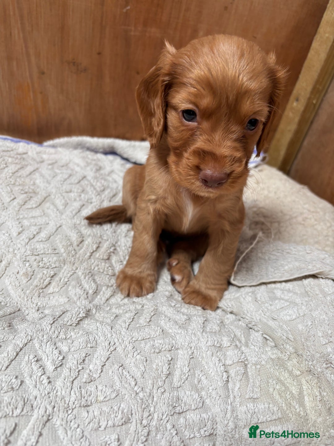 Cocker Spaniel dogs for sale: ONE FEMALE LEFT Cocker  Chocolate  - Image 16
