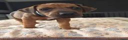 Rhodesian Ridgeback dogs for sale: KC Registered Rhodisian Ridgebacks  - Advert 22